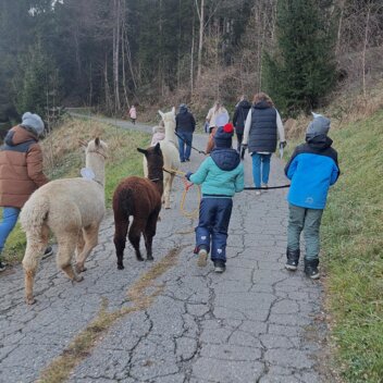 Alpakaadvent 2024 | © Erlebnisregioin Murtal | Claudia Bachler