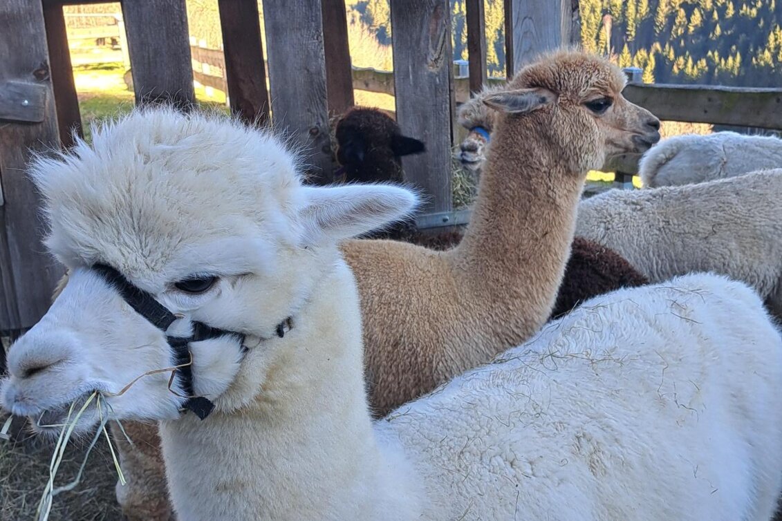 Alpakaadvent 2024 | © Erlebnisregion Murtal | Claudia Bachler