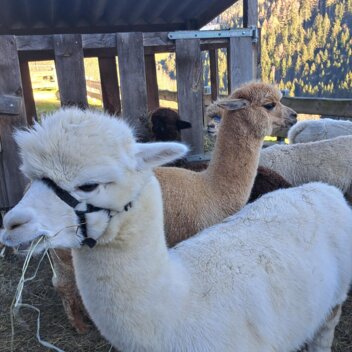 Alpakaadvent 2024 | © Erlebnisregion Murtal | Claudia Bachler