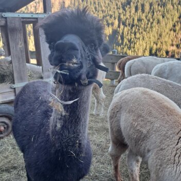 Alpakaadvent 2024 | © Erlebnisregion Murtal | Claudia Bachler