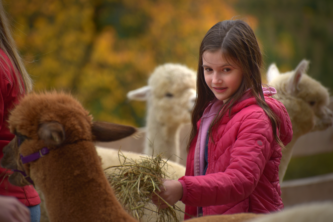 Wieserhof - Alpakawandern | © Wieserhof | Wieserhof