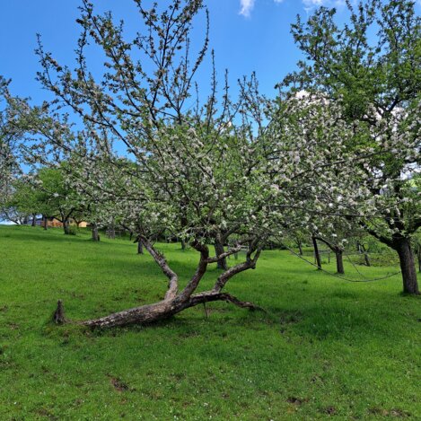 Kühbrein - Apfelgarten | © Erlebnisregion Murtal | Erlebnisregion Murtal