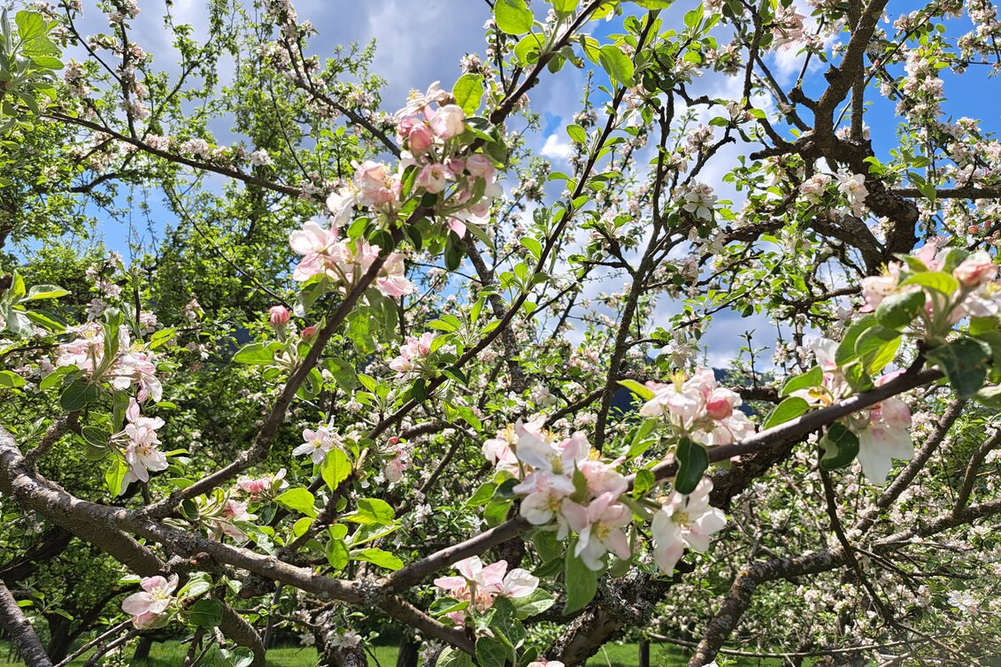 © Erlebnisregion Murtal | Erlebnisregion Murtal