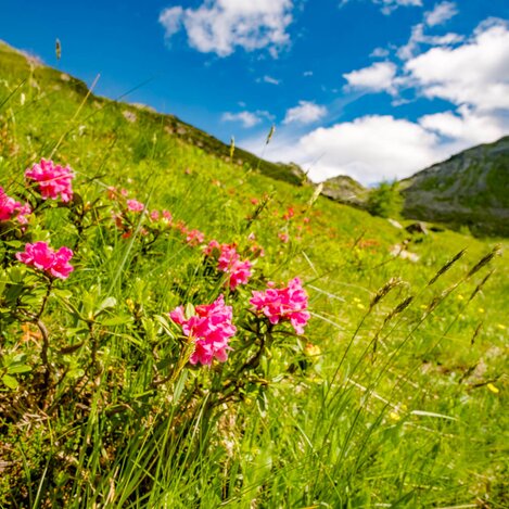 Almrausch - Zirbitz | © Erlebnisregion Murtal | Wolfgang Speckner