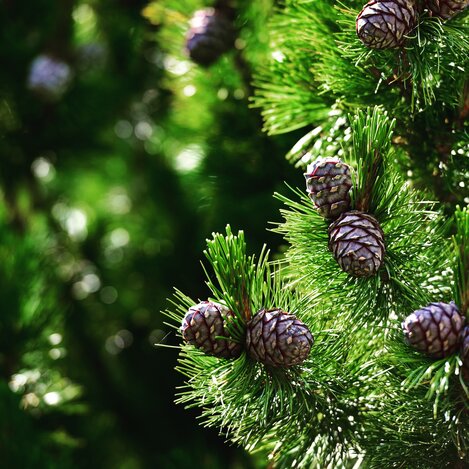 Zirbe | © Tourismusverband Murtal | TV Murtal