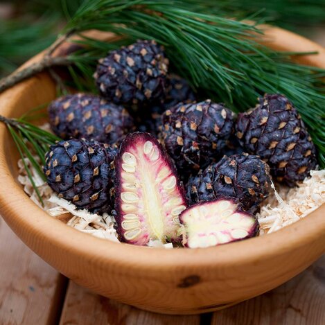 Zirbenzapfen-Tom Lamm | © Tourismusverband Murtal |  Tom Lamm