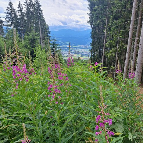 Turm im Gebirge - Natur pur | © Erlebnisregion Murtal | Erlebnisregion Murtal