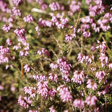 Erika Blüte | © Erlebnisregion Murtal |  Karl Steinegger
