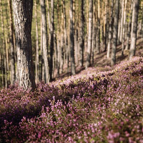 Erikablüte | © Erlebnisregion Murtal |  Karl Steinegger