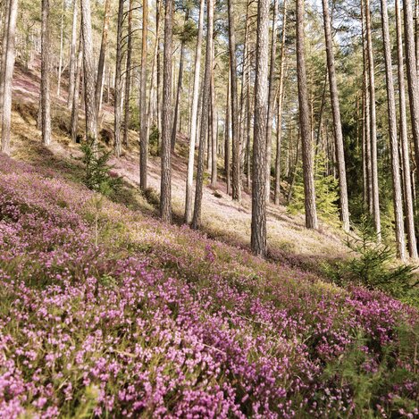 Erikablüte | © Erlebnisregion Murtal |  Karl Steinegger