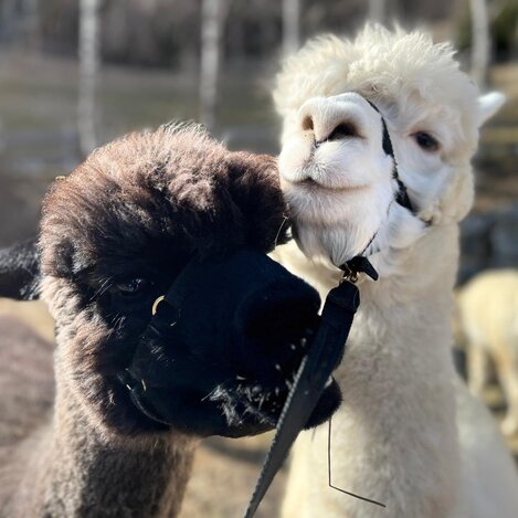 Alpaka Taro und Mischa - Wieserhof im Murtal | © Wieserhof | Liebminger Heidi