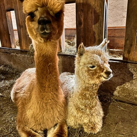 Alpakahof Wieserhof | © Wieserhof | Liebminger Heidi