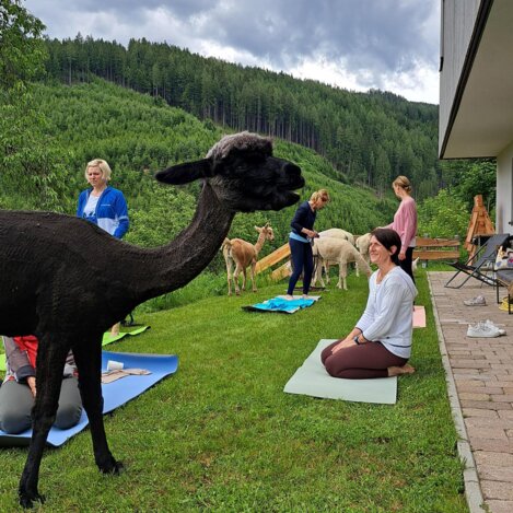 Alpakayoga - Wieserhof  | © Erlebnisregion Murtal | Claudia Bachler