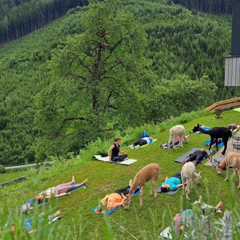Alpakayoga - Wieserhof  | © Erlebnisregion Murtal | Claudia Bachler