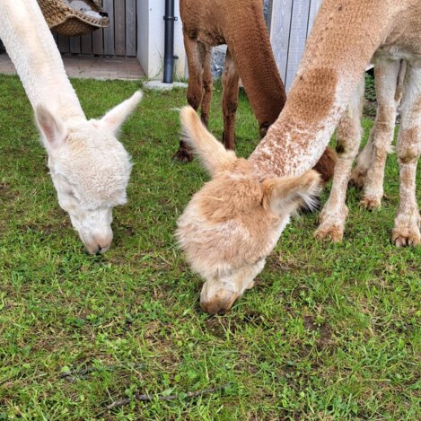 Alpakayoga - Wieserhof  | © Erlebnisregion Murtal | Claudia Bachler
