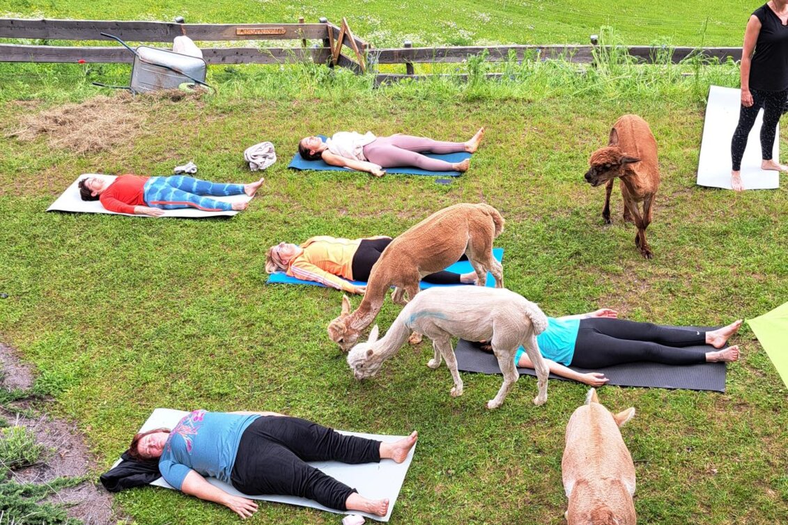Alpakayoga - Wieserhof  | © Erlebnisregion Murtal | Claudia Bachler
