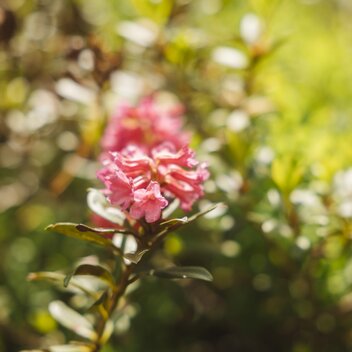 Alpine rose in the Murtal | © Erlebnisregion Murtal |  Karl Steinegger