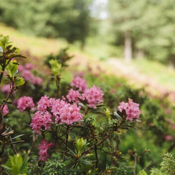 Alpine Rose in the Murtal | © Erlebnisregion Murtal |  Karl Steinegger