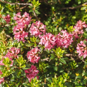 Alpine Rose in the Murtal | © Erlebnisregion Murtal |  Karl Steinegger