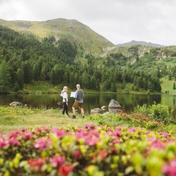 Alpine Rose in the Murtal | © Erlebnisregion Murtal |  Karl Steinegger