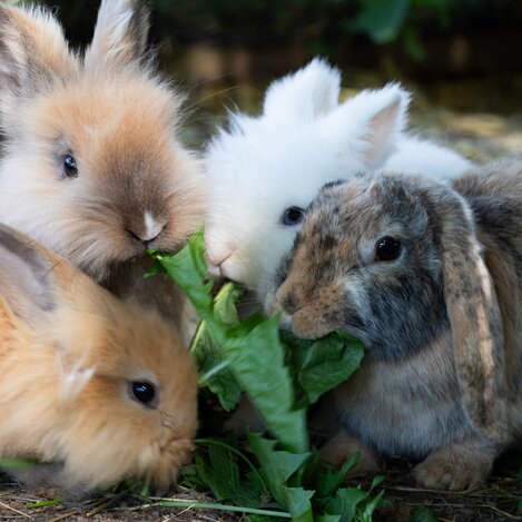 © Isabella Painhapp | Isabella Painhapp