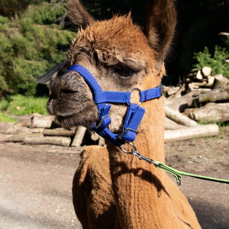 © Isabella Painhapp | Isabella Painhapp