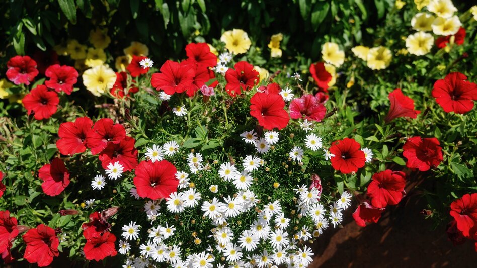 Pusterwald - Impression #2.3