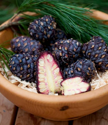 stone pine scent | © Tom Lamm | TV Murtal