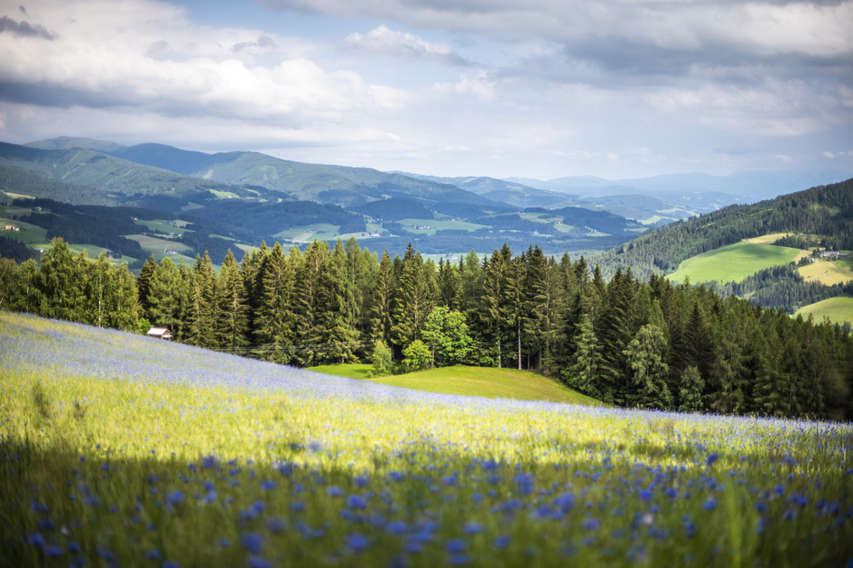 Cornflower Obdacherland | © Anita Fössl  | TV Murtal