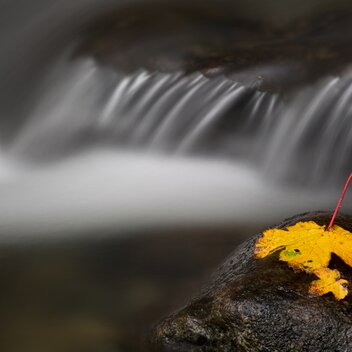 water autumn leaf | © Herbert Raffalt | TV Murtal