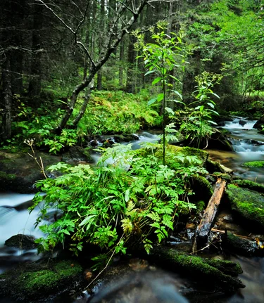 creek water summer | © Eberhard | TV Murtal
