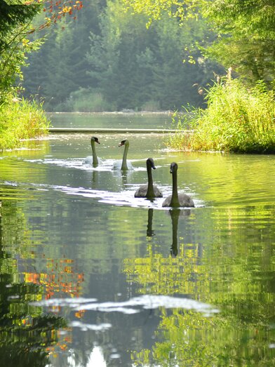 Mur Auen | © Anita Fössl  | TV Murtal