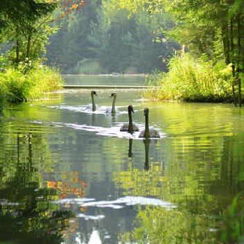 Mur Auen | © Anita Fössl  | TV Murtal