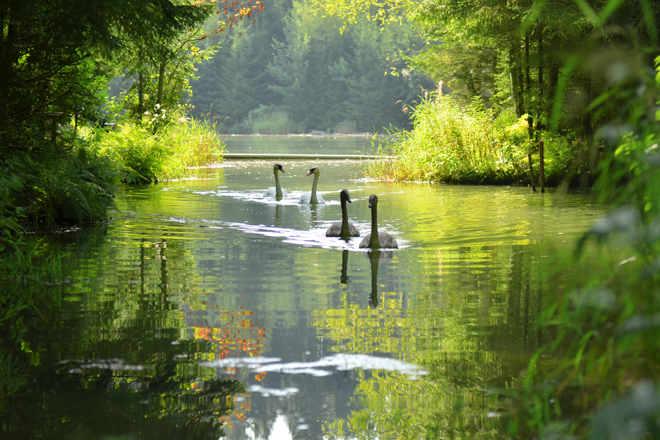 Mur Auen | © Anita Fössl  | TV Murtal