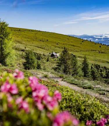 Almrauschblüte | © Erlebnisregion Murtal | Anita Foessl