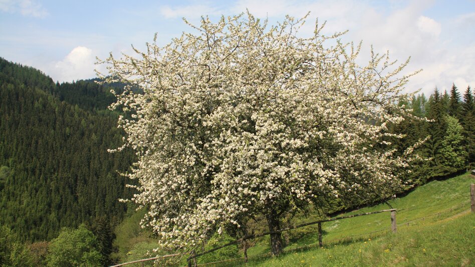 Kindberg - Impression #2.7