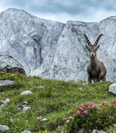 majestätisch: König Steinbock thront vor dem Hochschwab-Massiv | © TV Hochsteiermark | pixelmaker.at