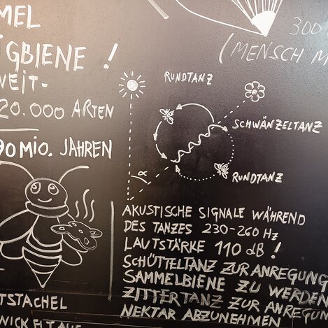 Schautafel zur Honigbiene in der Lebzelterei Pirker | © Busreisen Steiermark | Gabriele Grandl | © Busreisen Steiermark
