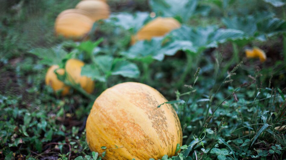 reifer Ölkürbis am Feld | © Busreisen Steiermark