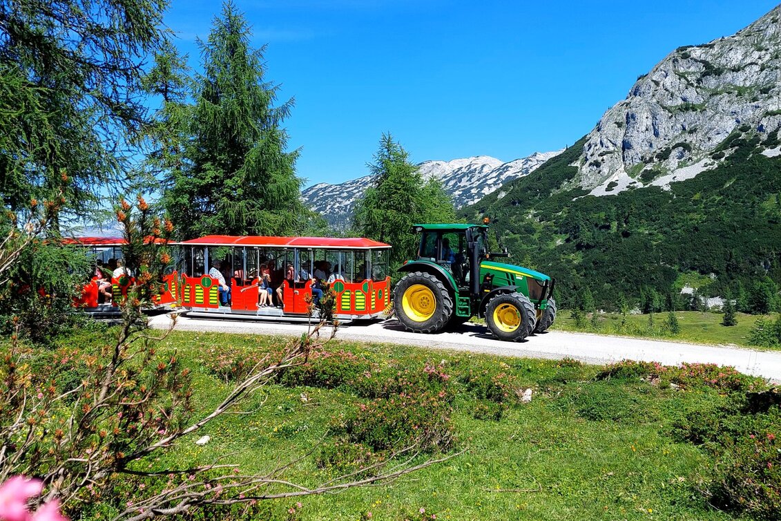 Themen- und Genussfahrten zur Almrauchblüte und zu den goldenen Lärchen | © www.hollhaus.at | Christoph Hüttner | © www.hollhaus.at