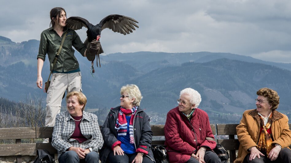 Erleben Sie die Greifvögel der Burgfalknerei | © Burg Oberkapfenberg