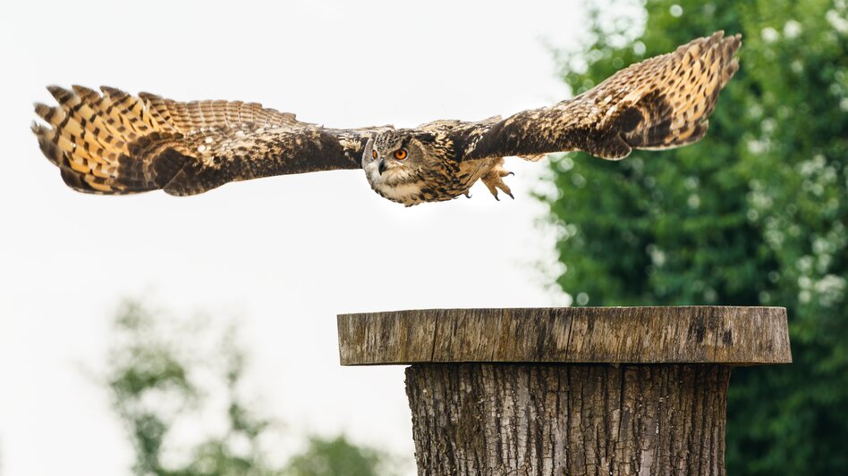 Beeindruckende Vorführung auf der Greifvogelwarte | © Burg Riegersburg