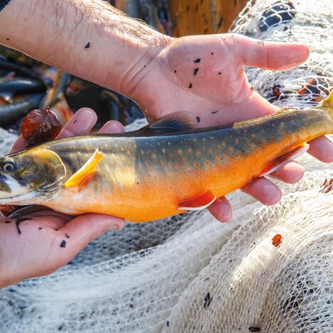 Saibling | © Fischerei Ausseerland | Martin Huber | © Fischerei Ausseerland