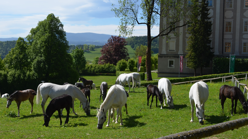 - Impression #2.3 | © Spanische Hofreitschule - Lipizzanergestüt Piber GöR
