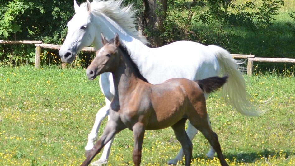 Lipizzaner mit Fohlen | © Spanische Hofreitschule - Lipizzanergestüt Piber GöR