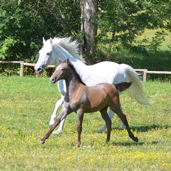 Lipizzaner mit Fohlen | © Spanische Hofreitschule - Lipizzanergestüt Piber GöR