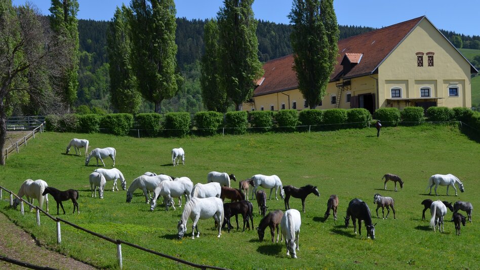 Lipizzaner auf der Weide | © Spanische Hofreitschule - Lipizzanergestüt Piber GöR