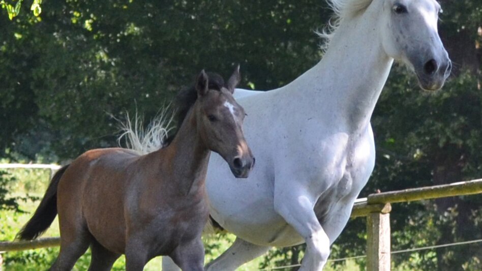 Lipizzaner mit Fohlen | © Spanische Hofreitschule - Lipizzanergestüt Piber GöR