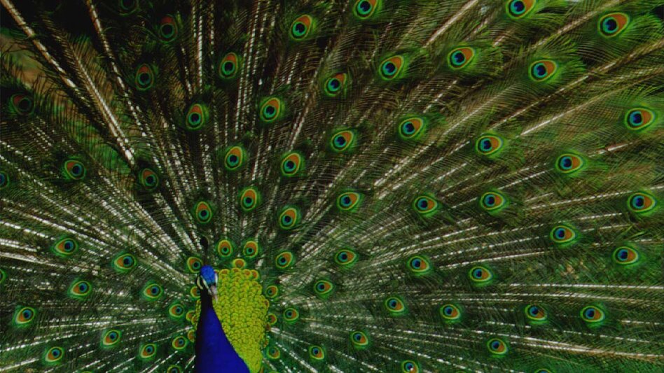 Pfau im Schlossgarten | © Universalmuseum Joanneum