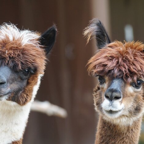 Alpakas | © Stainzerhof | © Stainzerhof